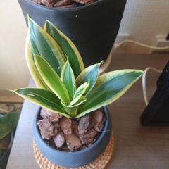 観葉植物まとめ売り1の画像