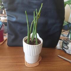 観葉植物まとめ売り1の画像