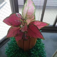 観葉植物まとめ売り1の画像