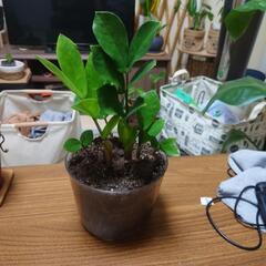観葉植物まとめ売り2の画像