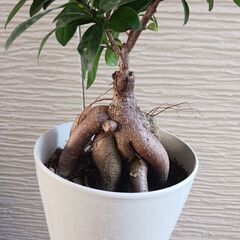 4000円　ガジュマル　5号　観葉植物の画像