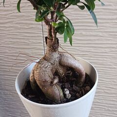 4000円　ガジュマル　5号　観葉植物の画像