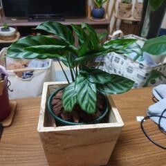 観葉植物まとめ売り2の画像