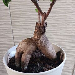 4000円　2 ガジュマル　5号　観葉植物の画像