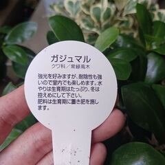 4000円　2 ガジュマル　5号　観葉植物の画像