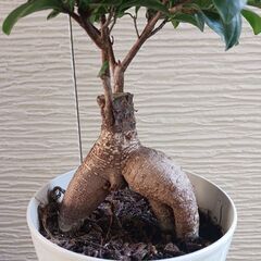 4000円　2 ガジュマル　5号　観葉植物の画像