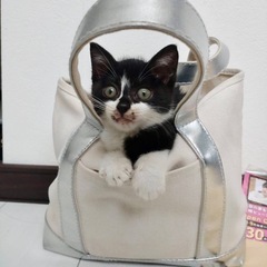 【みーちゃん】ハチワレ子猫