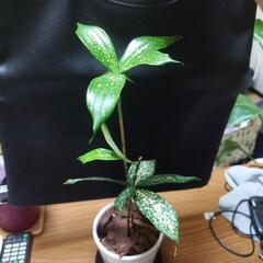 観葉植物まとめ売り2の画像