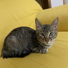 🌻人馴れバッチリの4ヶ月の男の子🌻