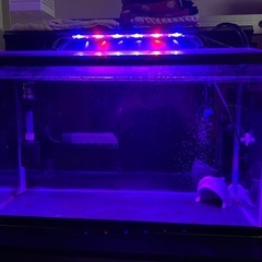 60cm水槽セットの画像