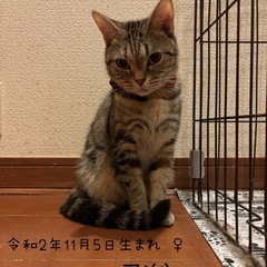 アメショー♀