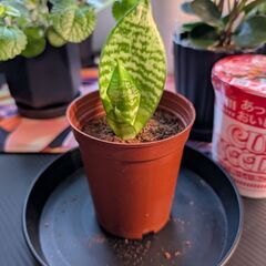 【観葉植物】サンセベリア・ハニーの画像