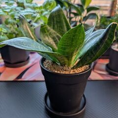 【観葉植物】サンセベリア・ハニーの画像