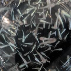 みゆきフルボディメダカの若魚·10 匹の画像