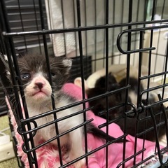 子猫、保護猫