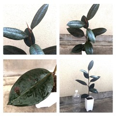 大きめ観葉植物　人気のフィカスバーガンディ　黒ゴムの木　植木鉢のままお渡しの画像