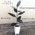 ランキングキーワードに紐づく投稿画像-観葉植物