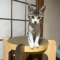 アメショ柄のとても可愛い男の子里親募集