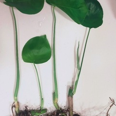 とっても元気なモンステラの挿し木3点と茎伏せ1点の抜き苗4点セットの画像