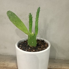 観葉植物・ウチワサボテンの画像