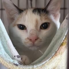 上品な三毛猫ちゃんの画像