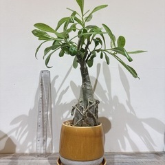 アデニウム＆植木鉢・50〜60cmの画像