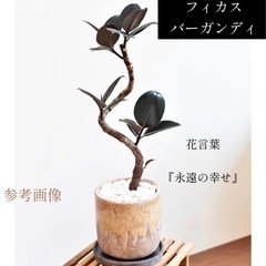 大きめ観葉植物　人気のフィカスバーガンディ　黒ゴムの木　植木鉢のままお渡しの画像