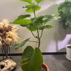 観葉植物・ウンベラータ［120cm］の画像