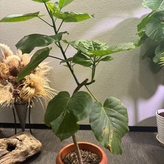 観葉植物・ウンベラータ［120cm］の画像