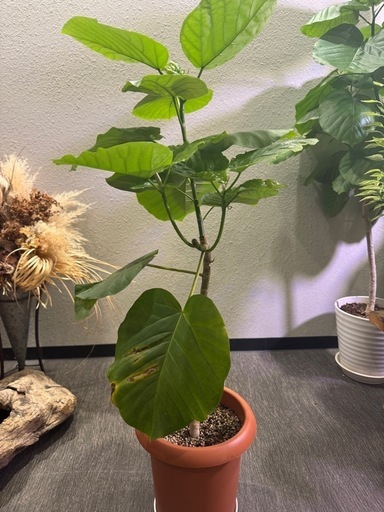 観葉植物・ウンベラータ［120cm］