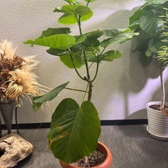 観葉植物・ウンベラータ［120cm］の画像