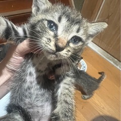 生後2ヶ月程の子猫の里親募集
