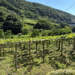 超お得！！種無し巨峰コンテナ売り！！の画像