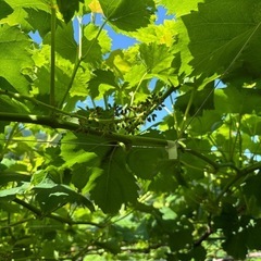 超お得！！種無し巨峰コンテナ売り！！の画像