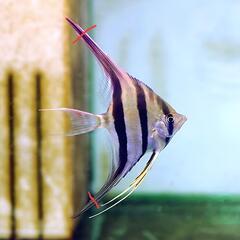 アルタム • エンゼルフィッシュ(wild) 熱帯魚 メダカ 金魚の画像