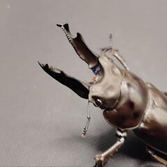 【♂71mm】【新生虫】ババオウゴンオニクワガタ　♂♀ペアの画像