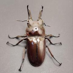 【♂71mm】【新生虫】ババオウゴンオニクワガタ　♂♀ペアの画像