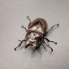 【♂71mm】【新生虫】ババオウゴンオニクワガタ　♂♀ペアの画像