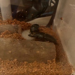 オオクワガタ幼虫の画像