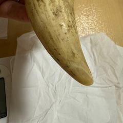 抹香鯨牙　マッコウクジラ牙の画像