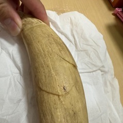 抹香鯨牙　マッコウクジラ牙の画像