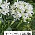 ランキングキーワードに紐づく投稿画像-観葉植物