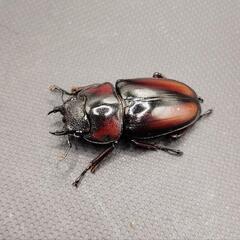 【極美】ミラビリスノコギリクワガタ　♂♀♀　計3頭の画像