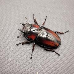 【極美】ミラビリスノコギリクワガタ　♂♀♀　計3頭の画像