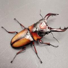【極美】ミラビリスノコギリクワガタ　♂♀♀　計3頭の画像