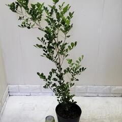 🌿爽やかに甘く香るシルクジャスミン90cm/ゲッキツ/ギキチャ〜/観葉植物🌿の画像