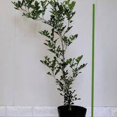 🌿爽やかに甘く香るシルクジャスミン90cm/ゲッキツ/ギキチャ〜/観葉植物🌿の画像