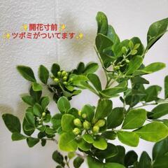 🌿爽やかに甘く香るシルクジャスミン90cm/ゲッキツ/ギキチャ〜/観葉植物🌿の画像