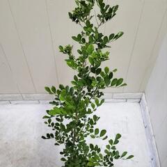 🌿爽やかに甘く香るシルクジャスミン90cm/ゲッキツ/ギキチャ〜/観葉植物🌿の画像