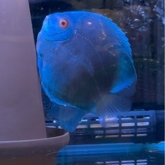 ディスカスの拒食症